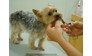 Зоосалон Dog&SPA